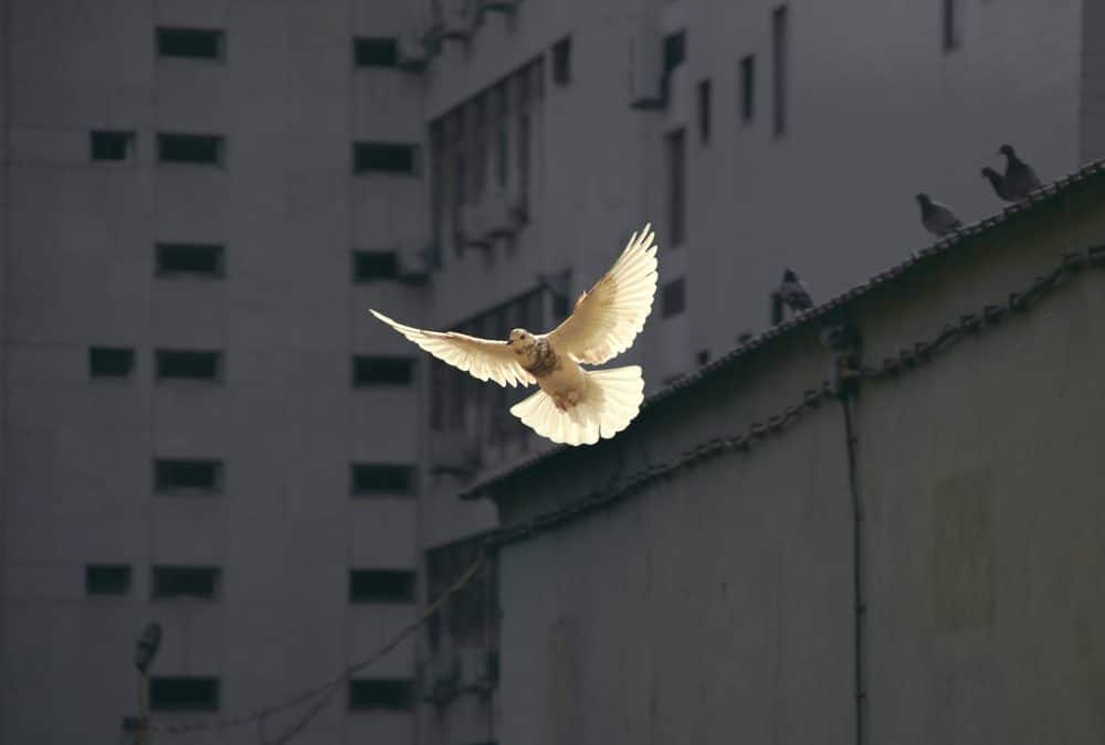 Following the Prince of Peace